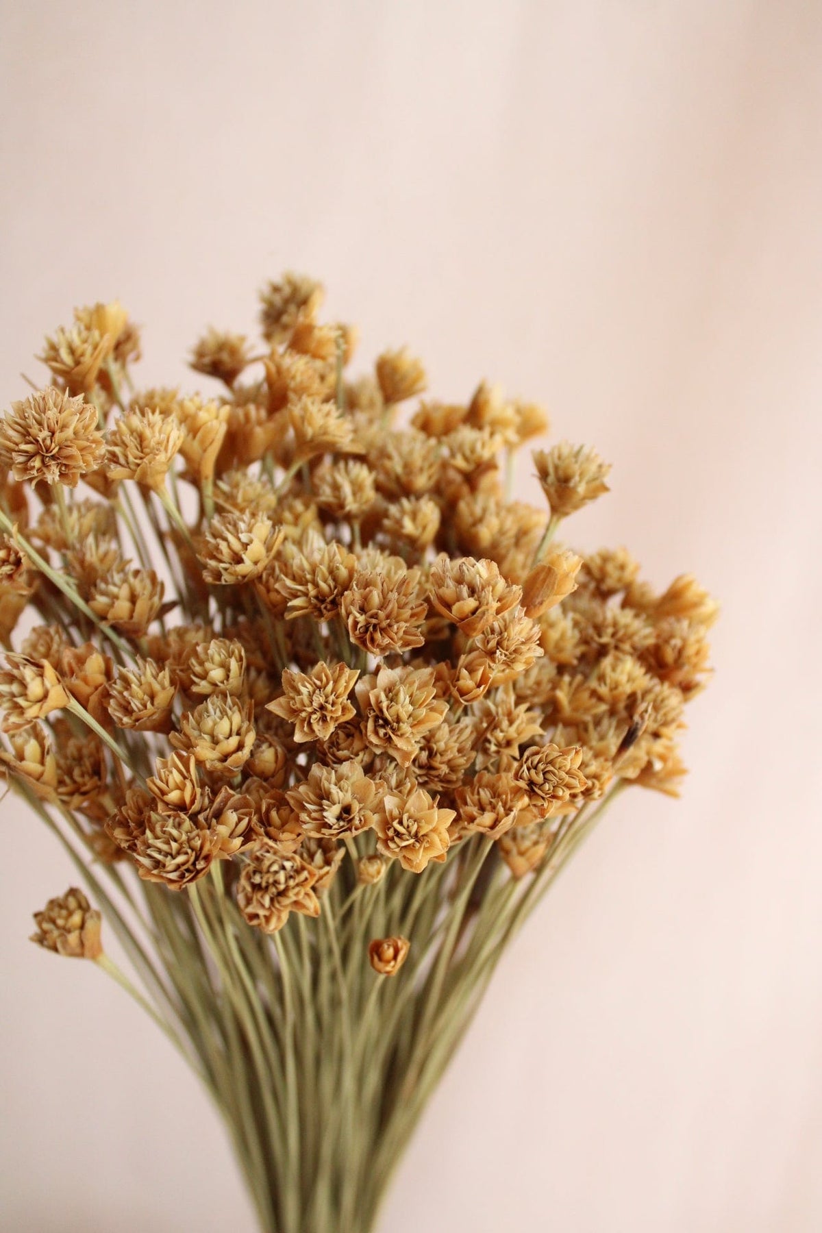 Vasenglück Trockenblumen Bergblumen | Natur Gelb