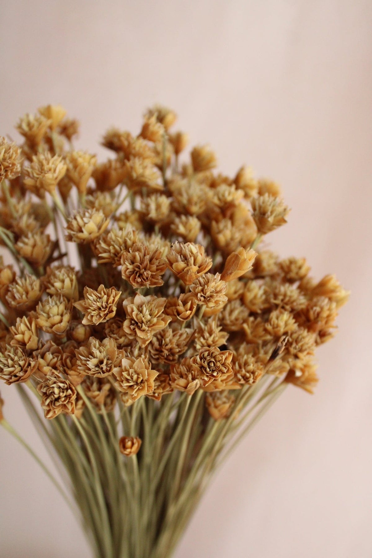 Vasenglück Trockenblumen Bergblumen | Natur Gelb