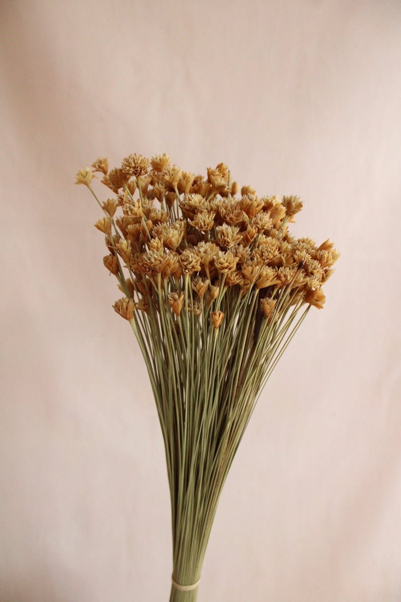 Vasenglück Trockenblumen Bergblumen | Natur Gelb