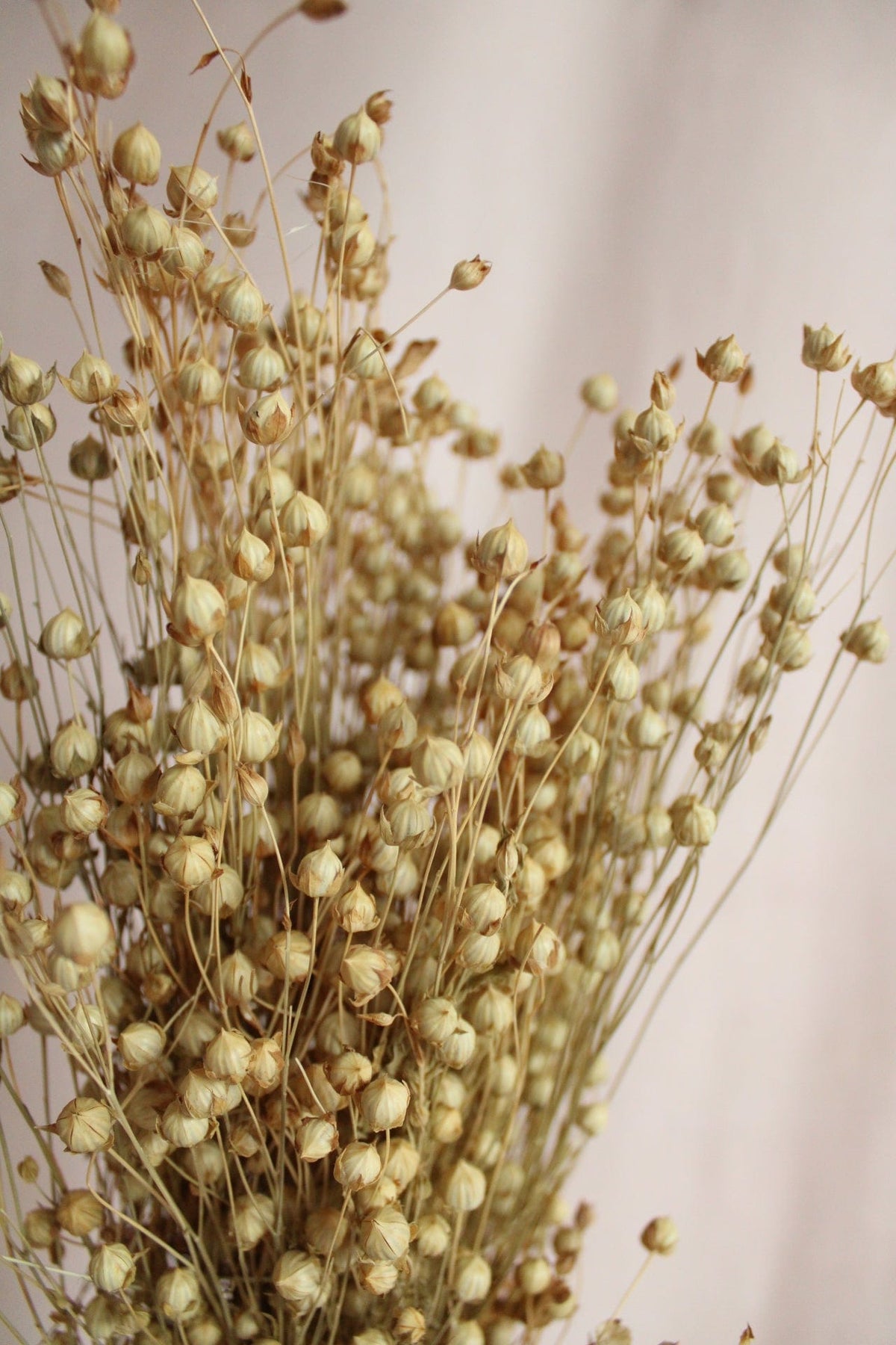 Vasenglück Trockenblumen Flachs | Natur