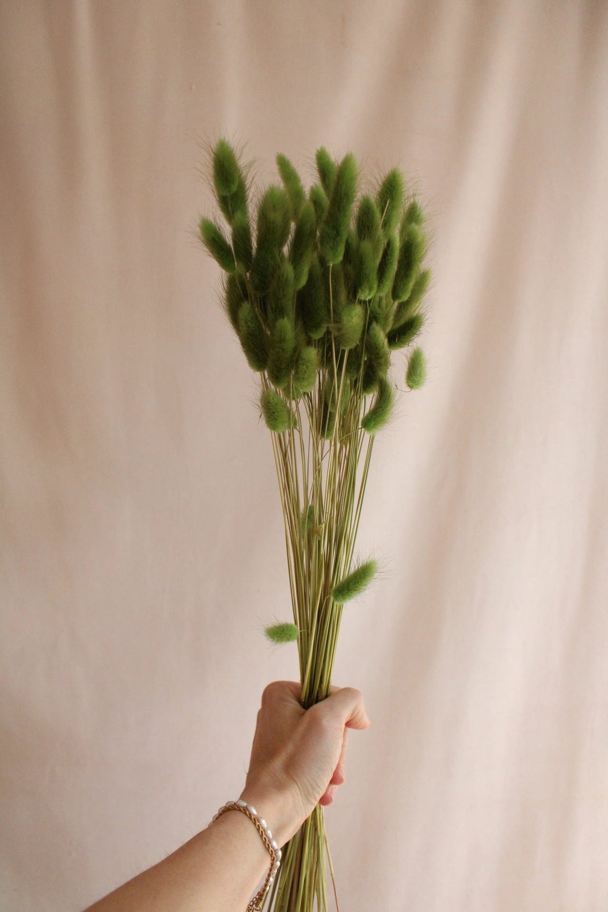 Vasenglück Trockenblumen Kleines Bund Lagurus | Grün