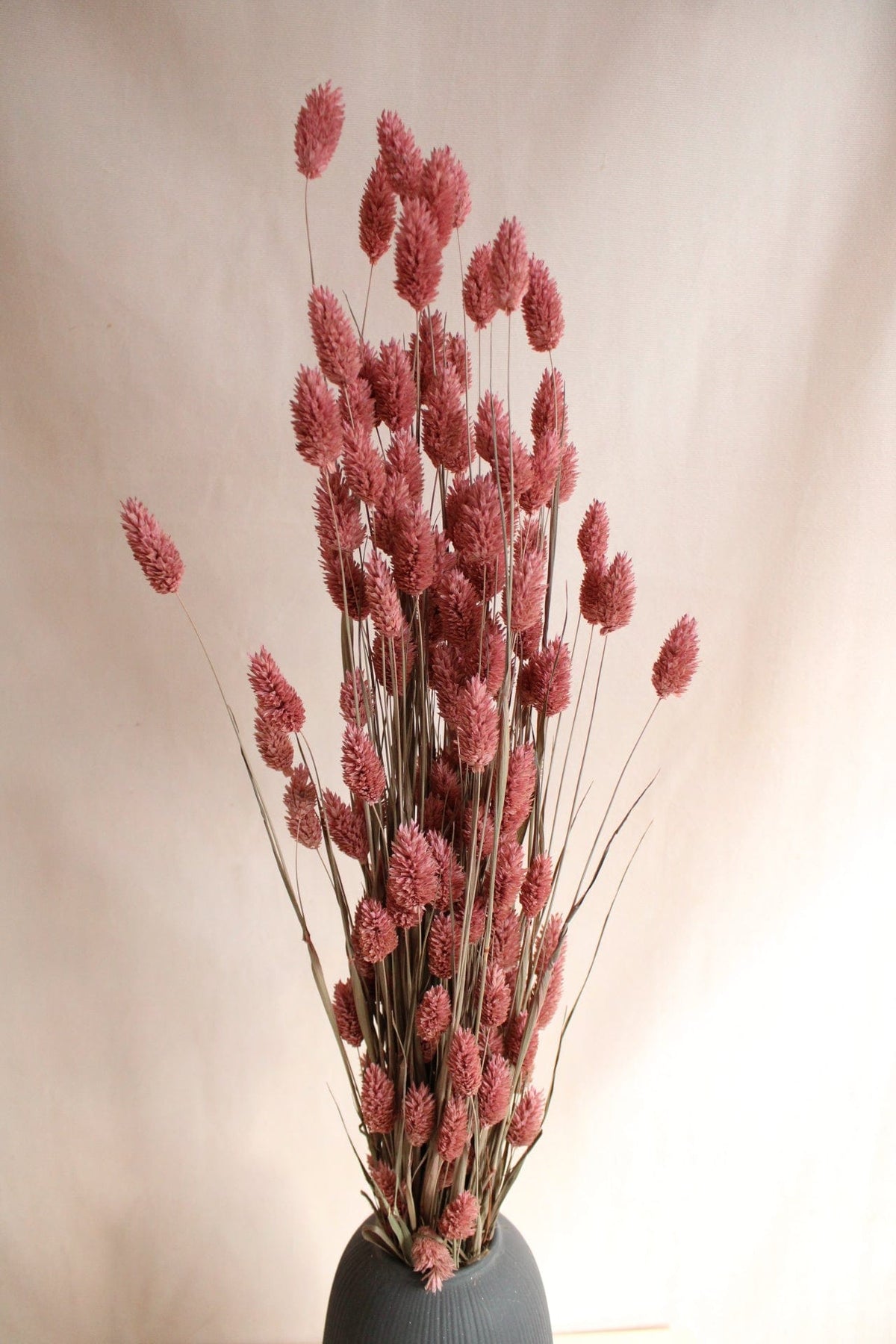 Vasenglück Trockenblumen Phalaris | Altrosa