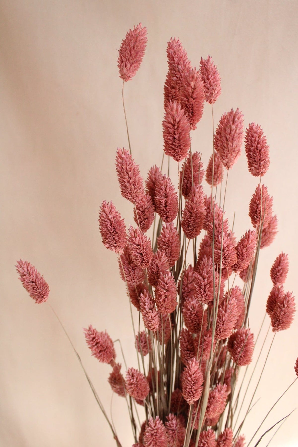 Vasenglück Trockenblumen Phalaris | Altrosa