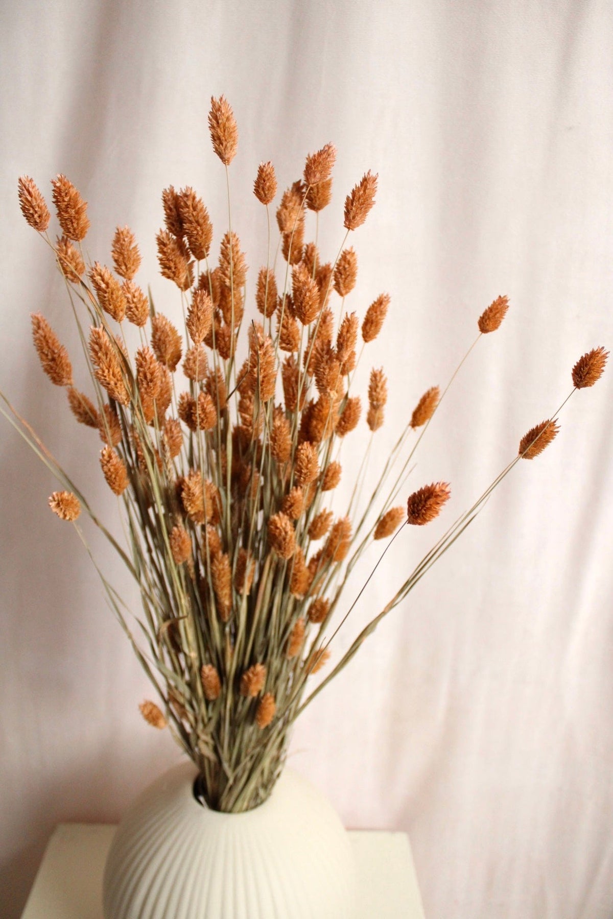 Vasenglück Trockenblumen Phalaris | Apricot