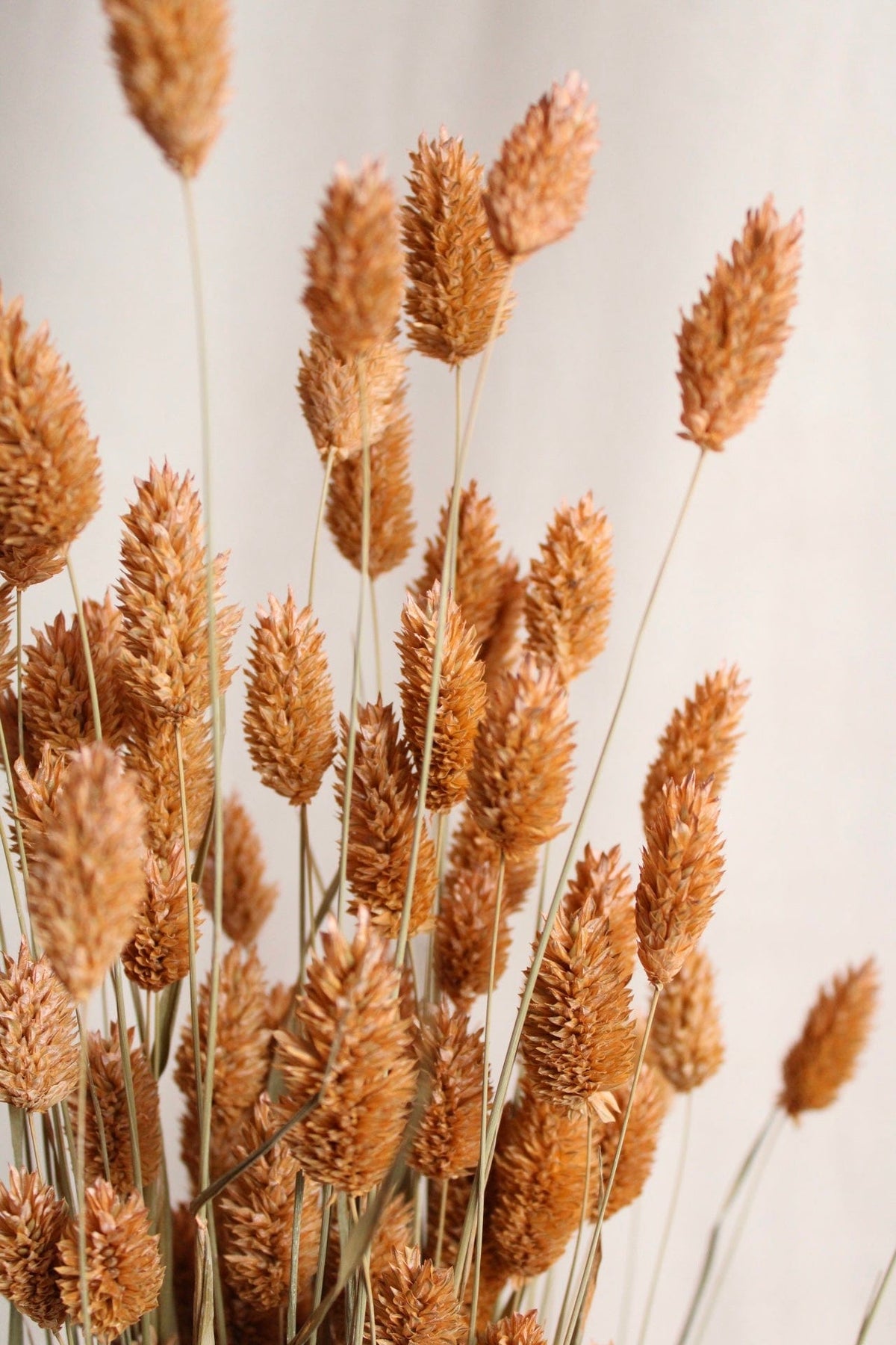 Vasenglück Trockenblumen Phalaris | Apricot