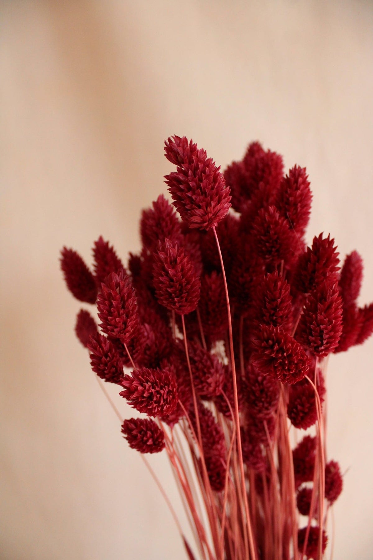 Vasenglück Trockenblumen Phalaris | Dunkelrot