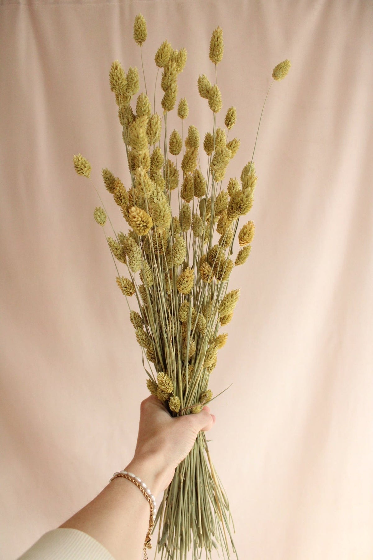 Vasenglück Trockenblumen Phalaris | Hell Gelb