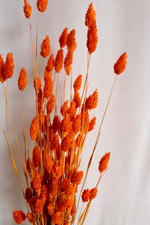 Vasenglück Trockenblumen Phalaris | Hell Orange