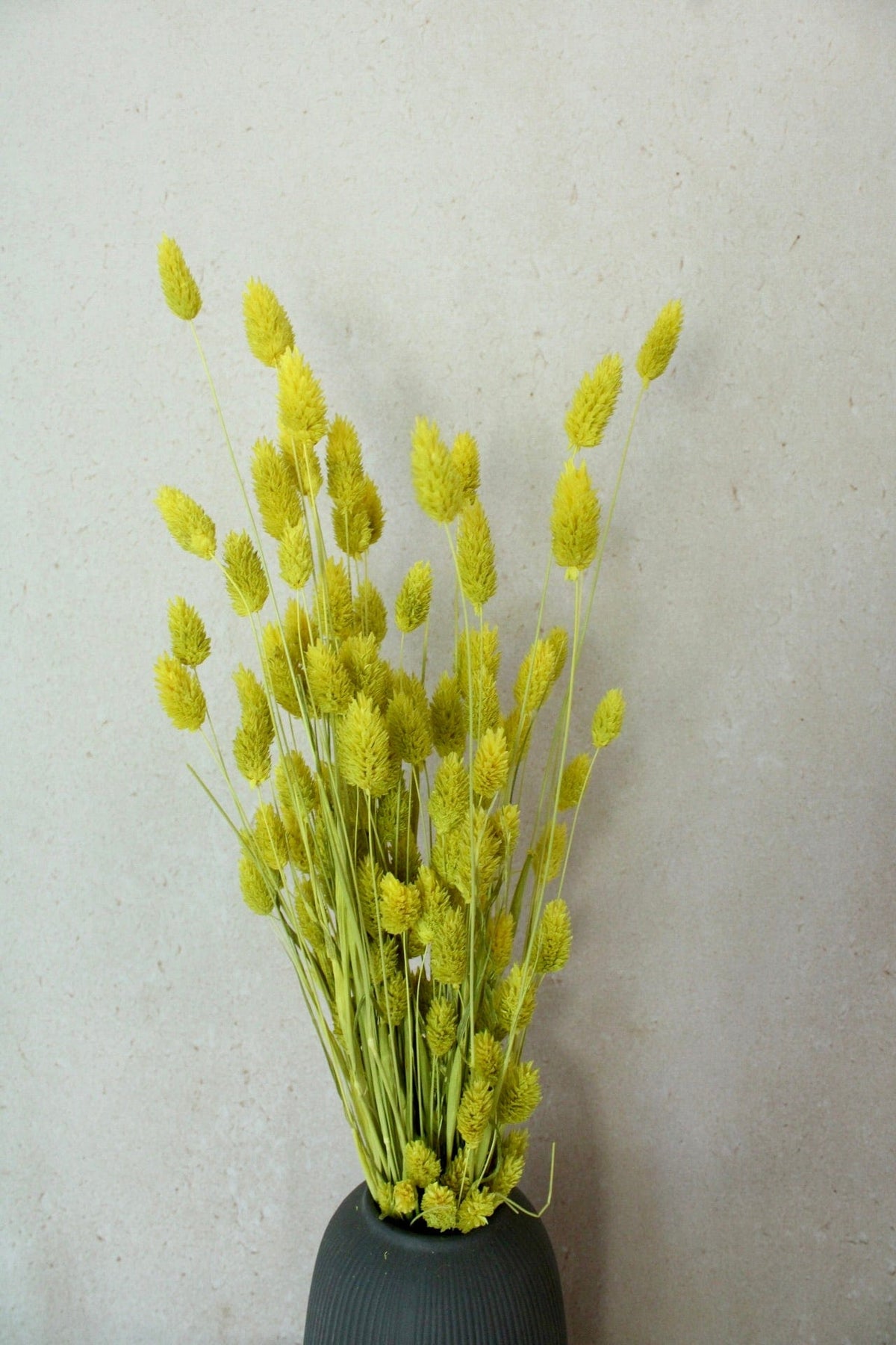 Vasenglück Trockenblumen Phalaris | Neon Gelb