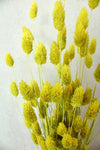 Vasenglück Trockenblumen Phalaris | Neon Gelb