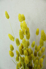 Vasenglück Trockenblumen Phalaris | Neon Gelb