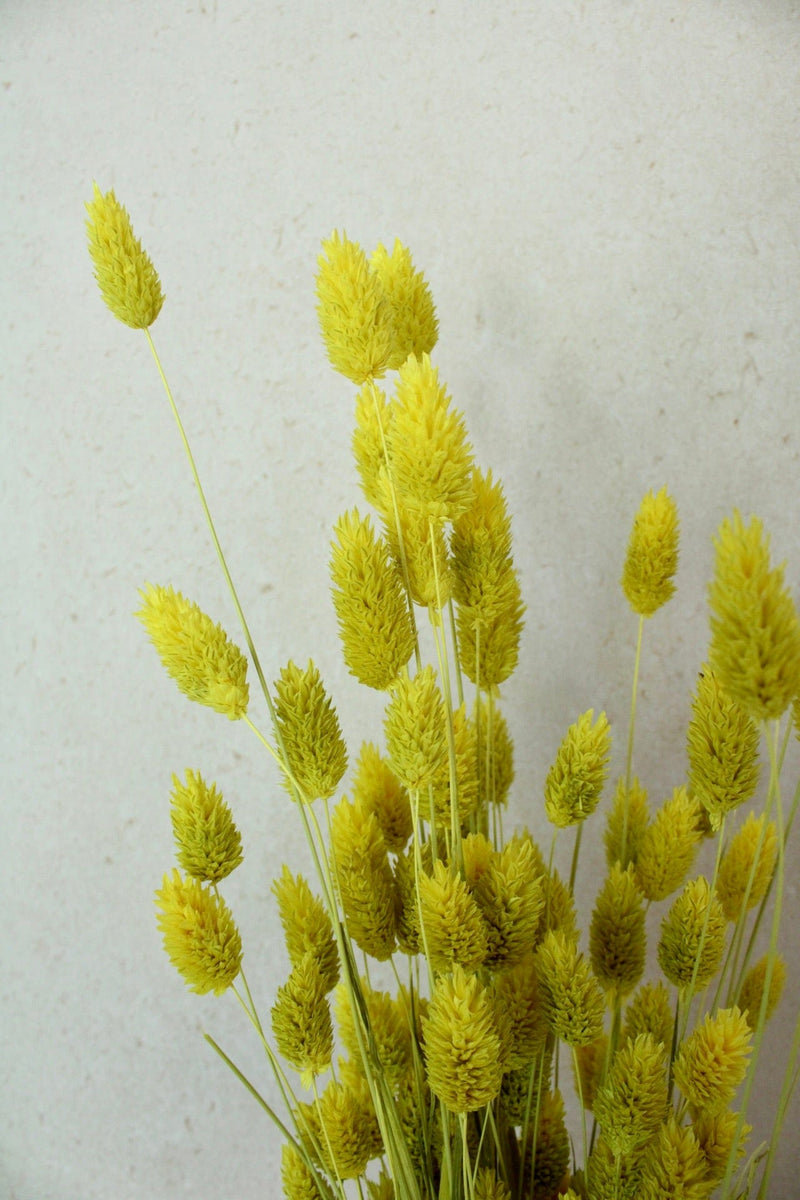 Vasenglück Trockenblumen Phalaris | Neon Gelb