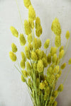 Vasenglück Trockenblumen Phalaris | Neon Gelb