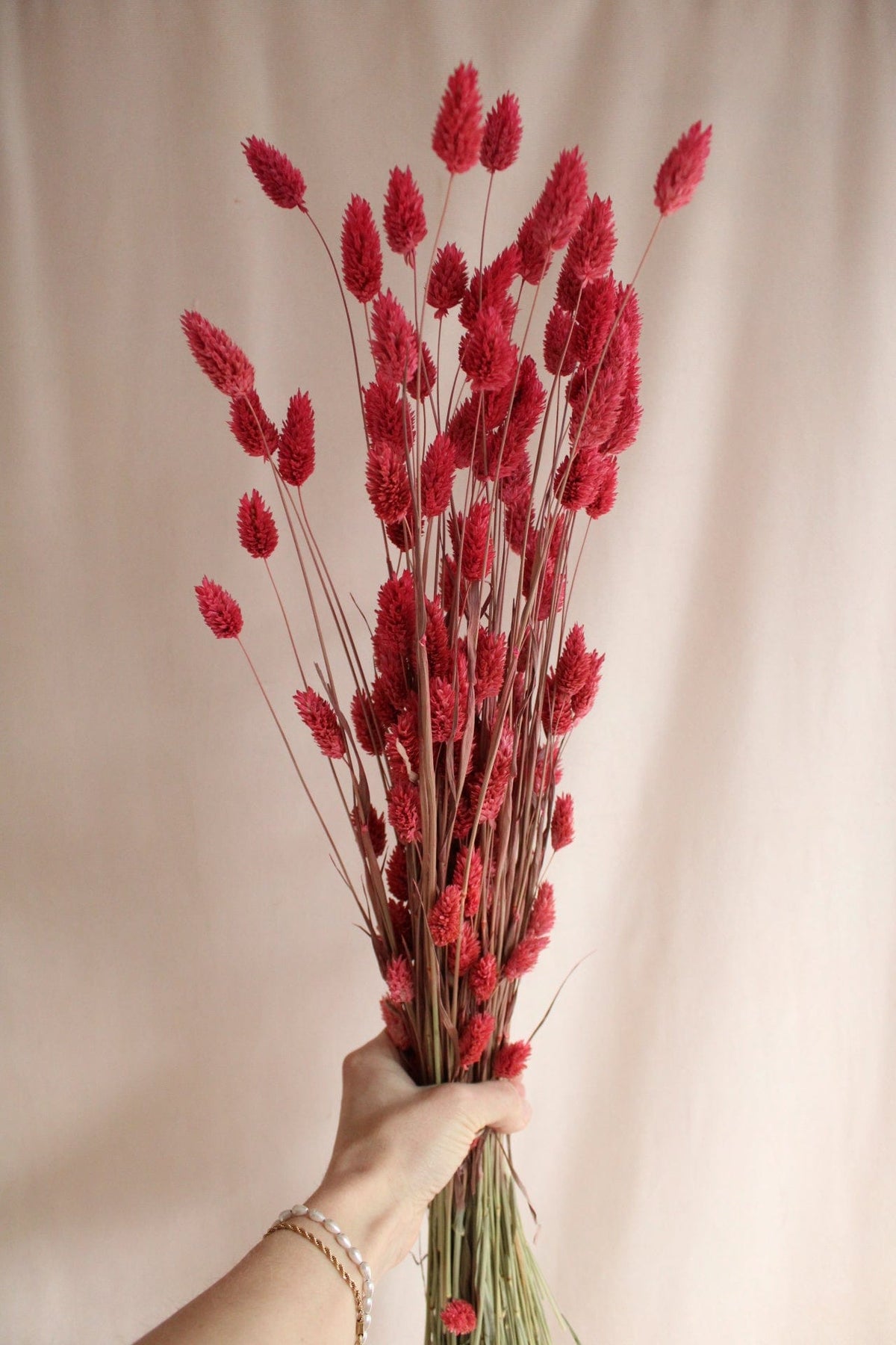 Vasenglück Trockenblumen Phalaris | Pink