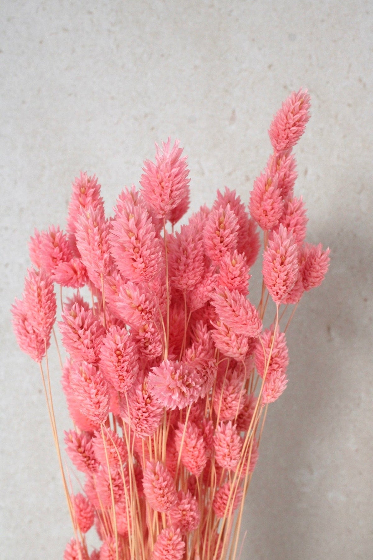 Vasenglück Trockenblumen Phalaris | Pink