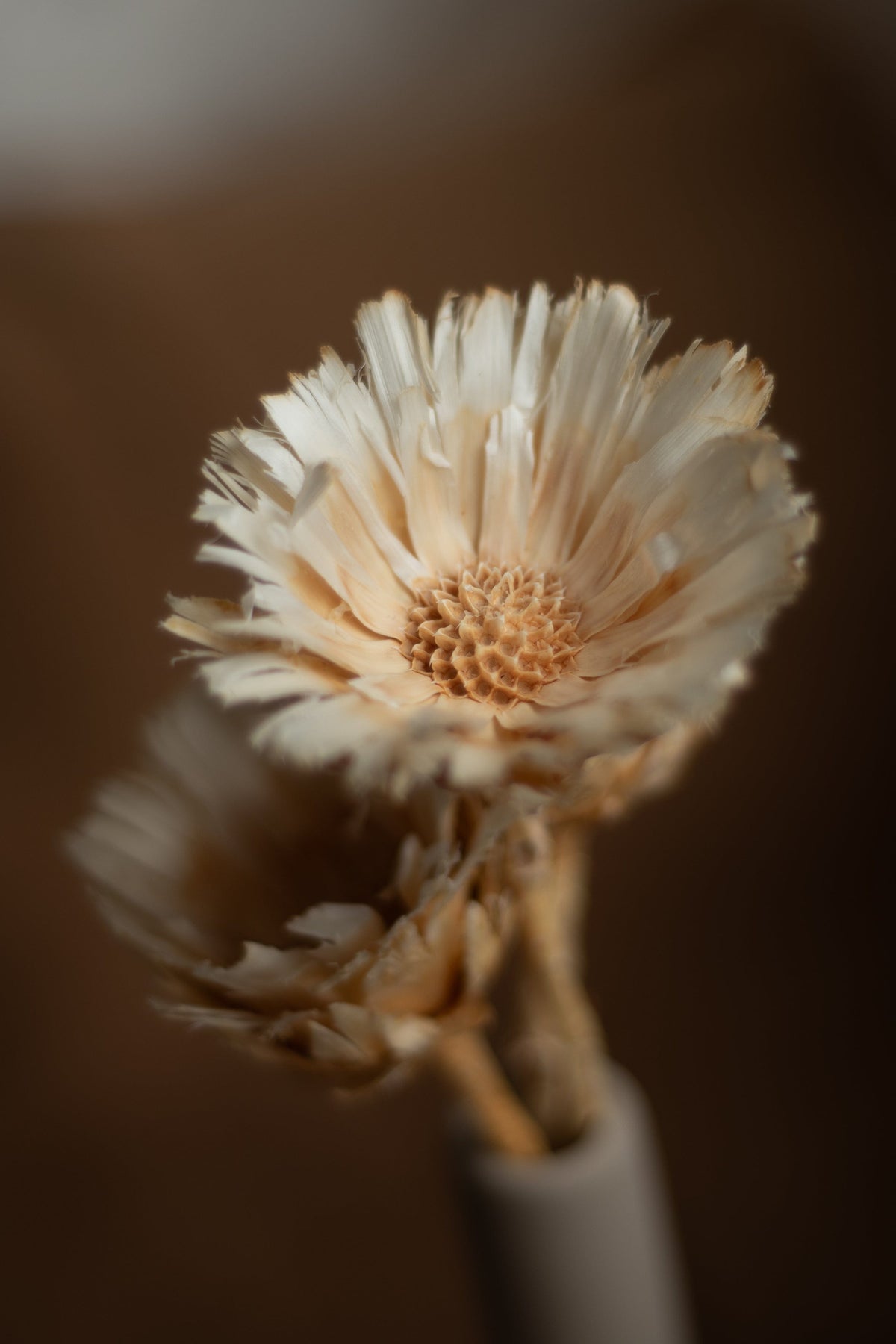 Vasenglück Trockenblumen Protea Rosette | 1 Stiel | Creme