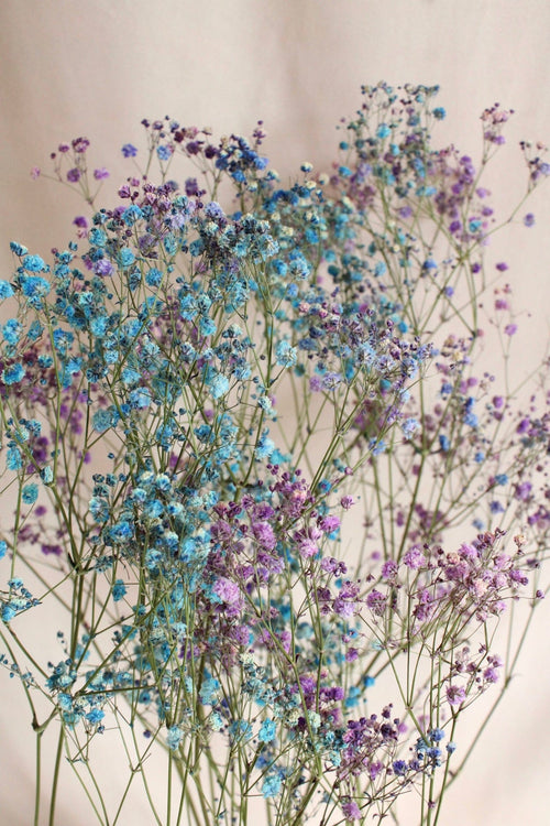 Vasenglück Trockenblumen Schleierkraut | Blau & Lila