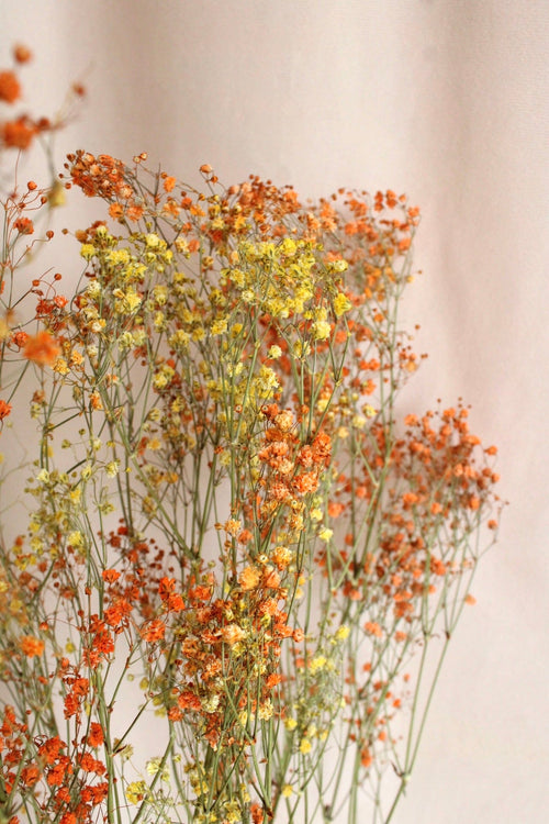 Vasenglück Trockenblumen Schleierkraut | Gelb & Orange