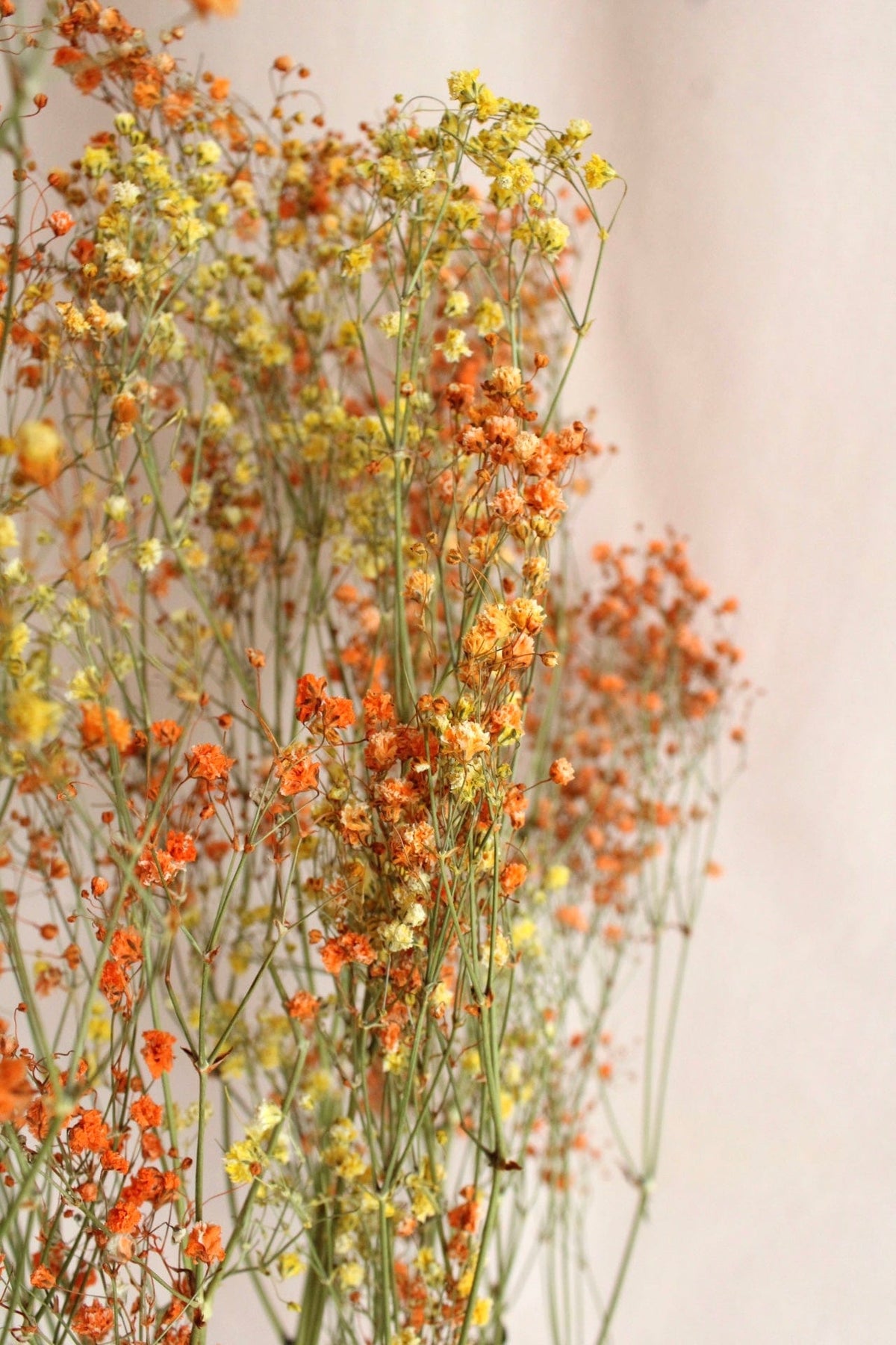 Vasenglück Trockenblumen Schleierkraut | Gelb & Orange