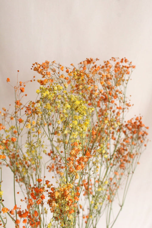 Vasenglück Trockenblumen Schleierkraut | Gelb & Orange