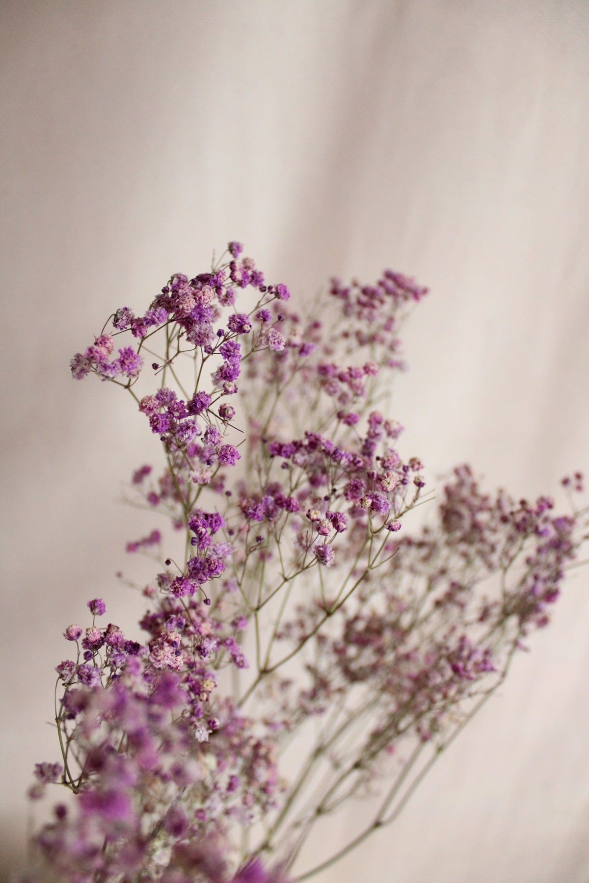 Vasenglück Trockenblumen Schleierkraut | Lila