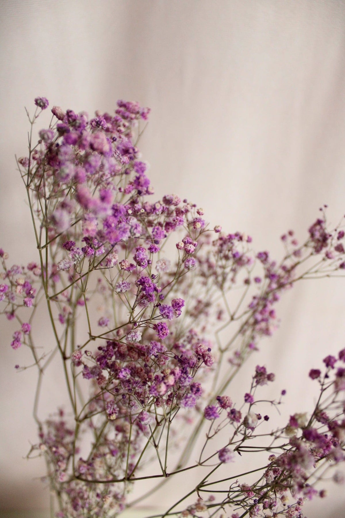 Vasenglück Trockenblumen Schleierkraut | Lila