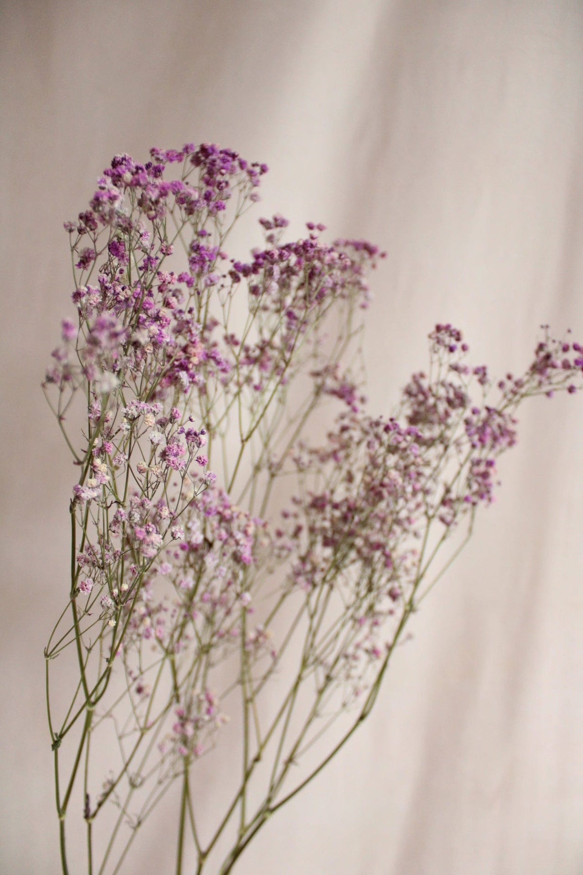 Vasenglück Trockenblumen Schleierkraut | Lila