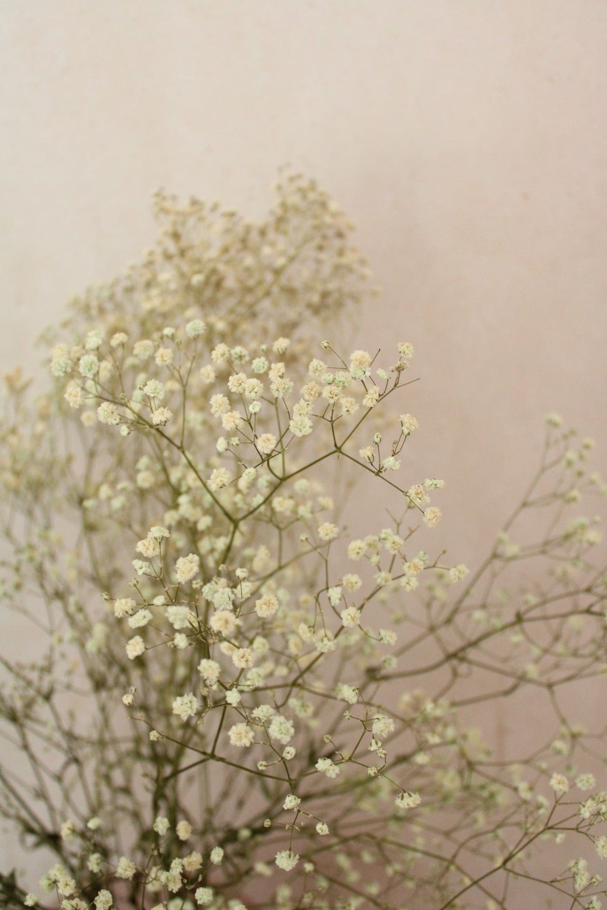 Vasenglück Trockenblumen Schleierkraut | Natur