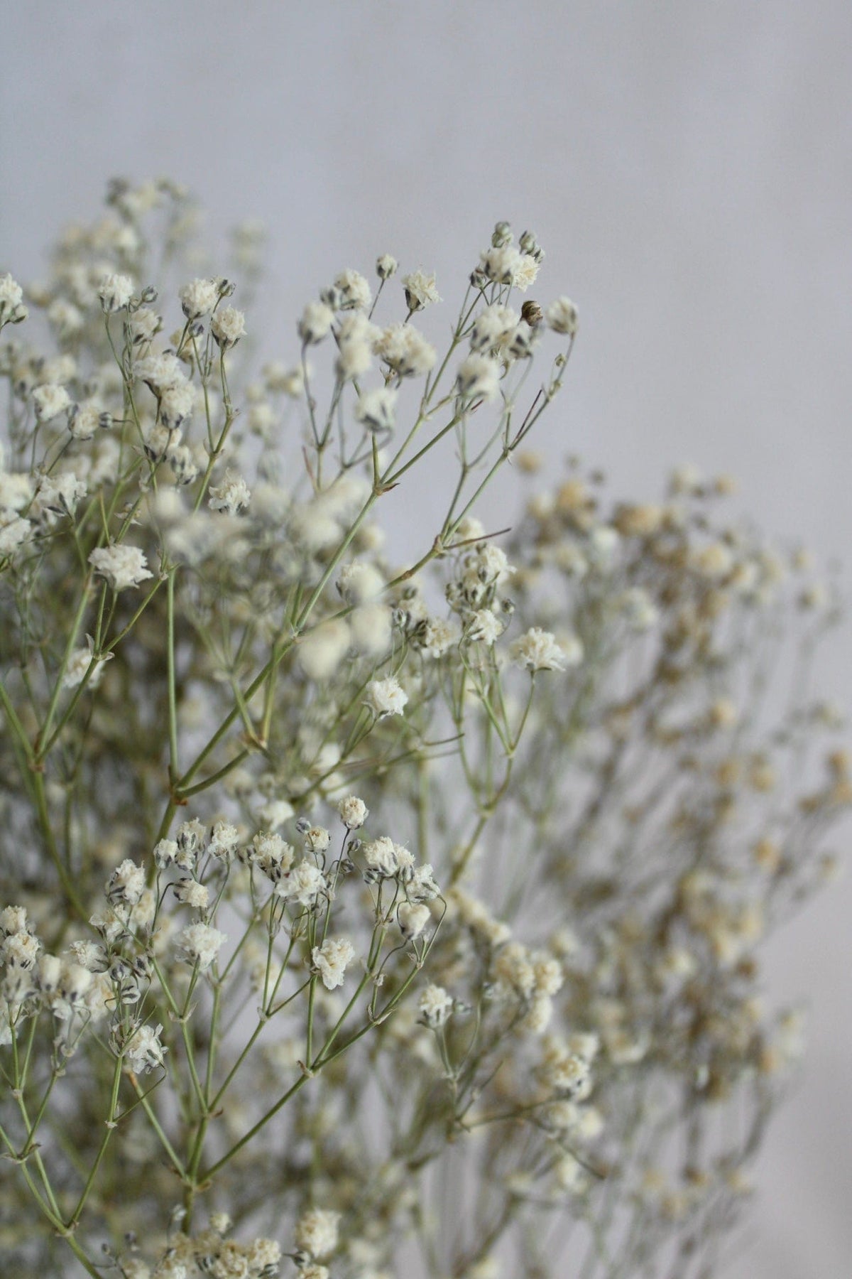 Vasenglück Trockenblumen Schleierkraut | Natur