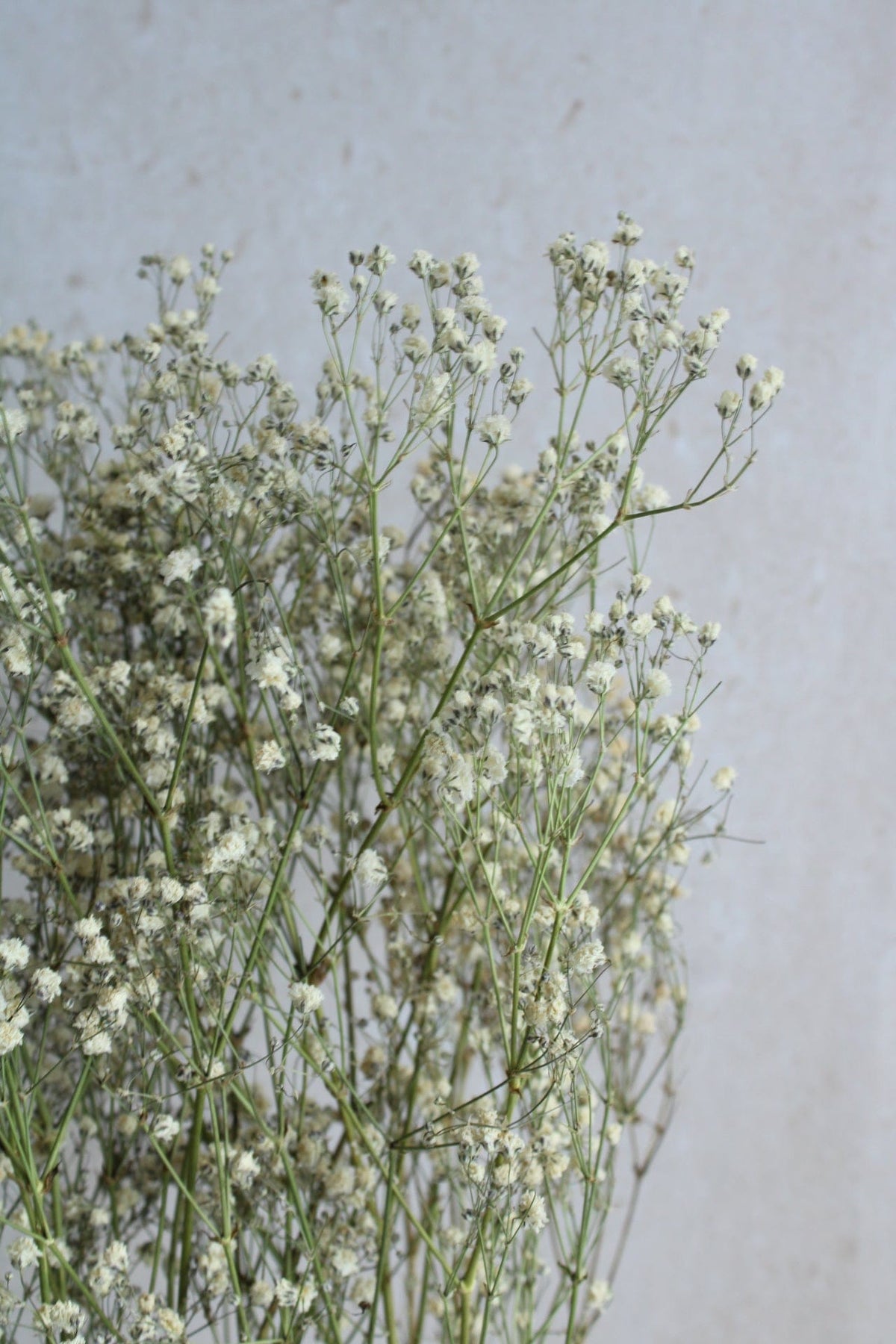 Vasenglück Trockenblumen Schleierkraut | Natur