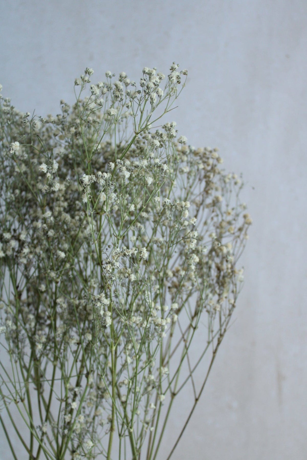 Vasenglück Trockenblumen Schleierkraut | Natur