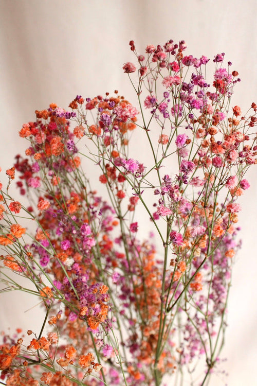 Vasenglück Trockenblumen Schleierkraut | Pink & Orange