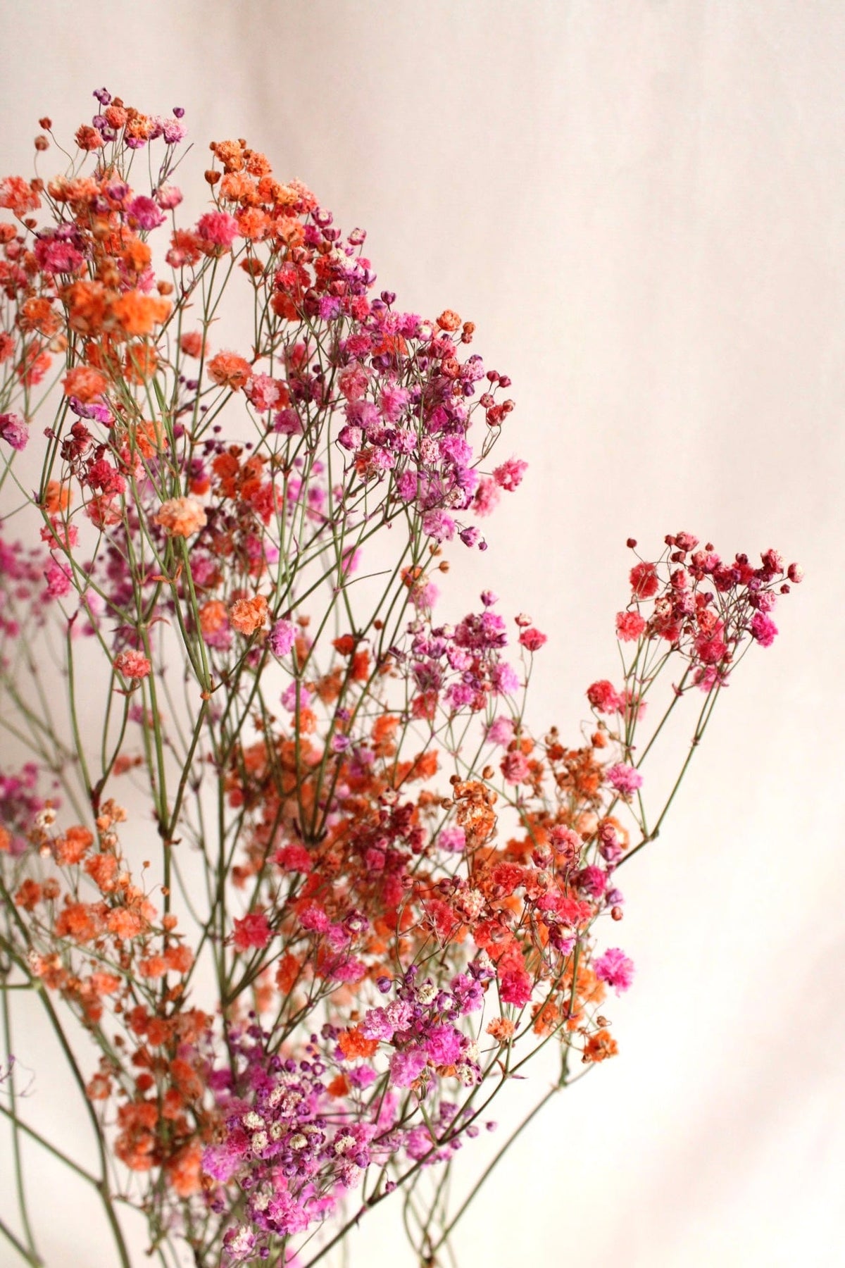 Vasenglück Trockenblumen Schleierkraut | Pink & Orange