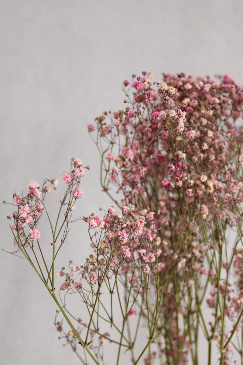 Vasenglück Trockenblumen Schleierkraut | Rosa/Pink