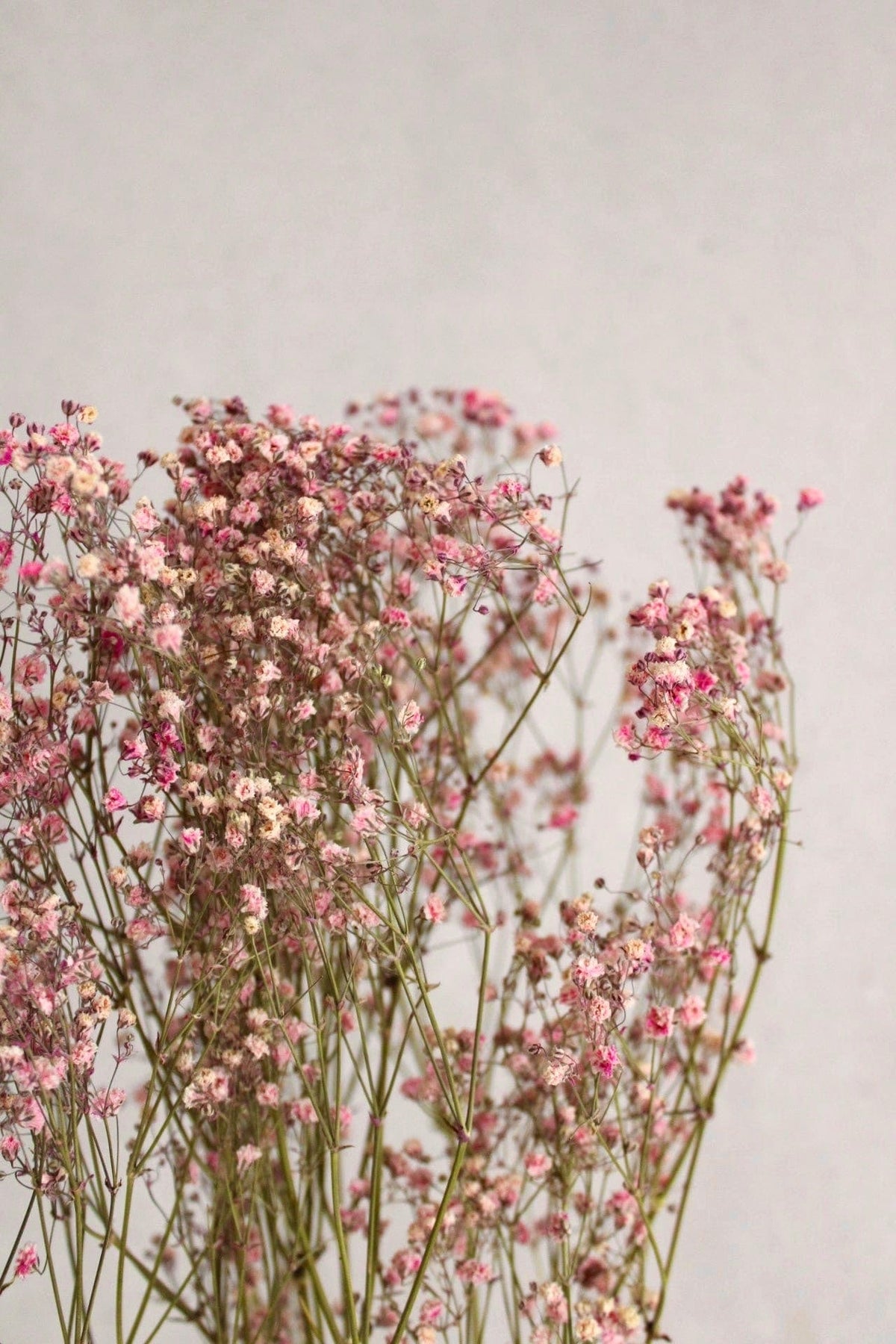 Vasenglück Trockenblumen Schleierkraut | Rosa/Pink