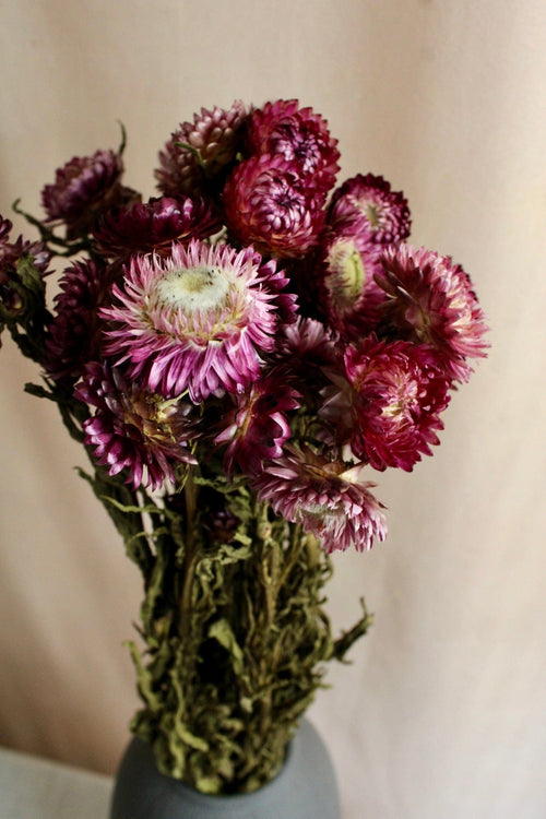 Vasenglück Trockenblumen Strohblumen | Bordeauxrot