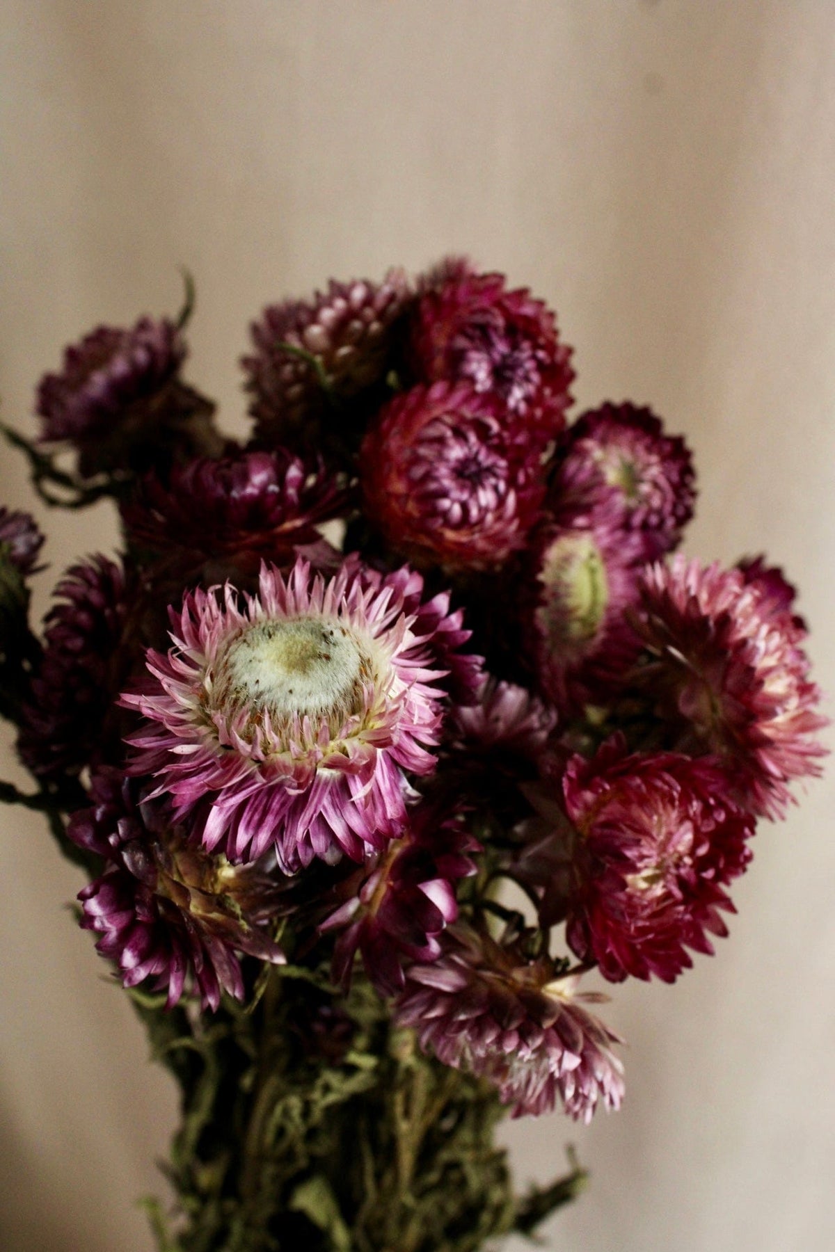 Vasenglück Trockenblumen Strohblumen | Bordeauxrot