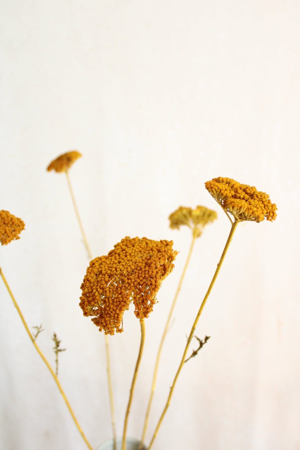 Achillea getrocknet | 1 Stiel | Gelb Vasenglück