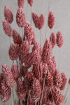 Phalaris | 1 Bund | Rosa Frosted Vasenglück