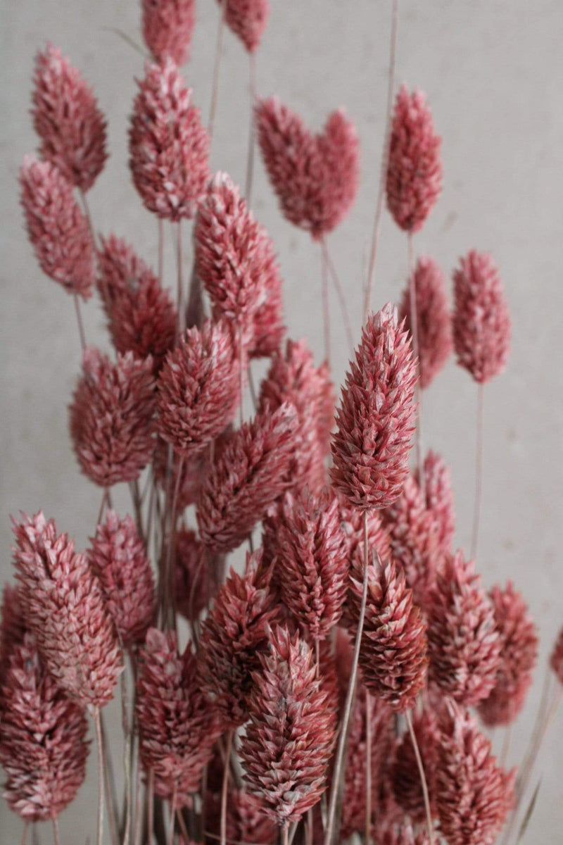 Phalaris | 1 Bund | Rosa Frosted Vasenglück