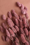 Phalaris | 1 Bund | Rosa Frosted Vasenglück