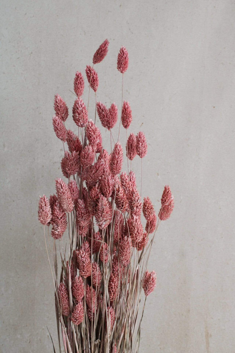 Phalaris | 1 Bund | Rosa Frosted Vasenglück