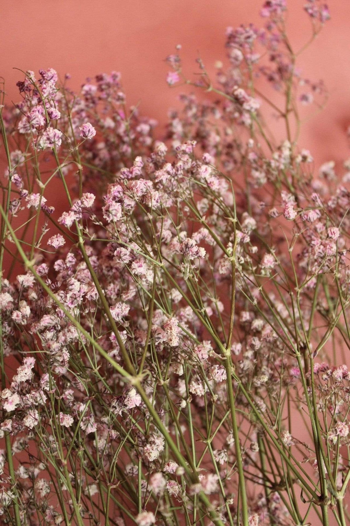 Schleierkraut | Rosa/Pink Vasenglück